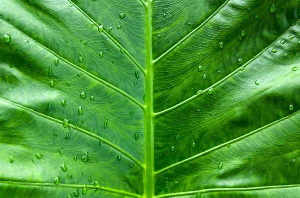 Gros plan feuille verte naturelle avec des gouttes d'eau — Photo