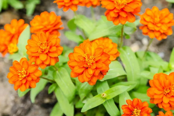 Orange bloom Zinnia flowers in the garden Stock Image
