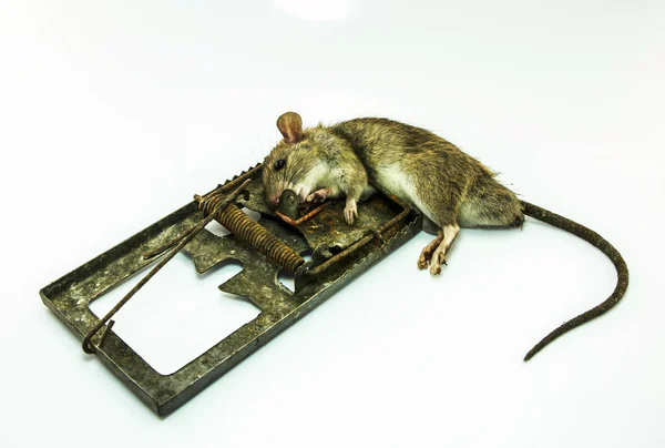 Dead rat in a dirty trap on white background Stock Photo