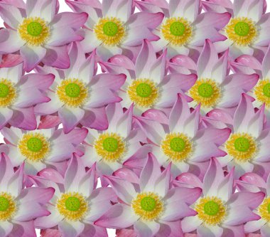 Beyaz arkaplanda izole edilmiş pembe nilüfer çiçeği