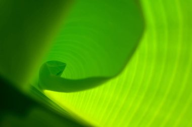 Muz Yaprak güneş ışığı ile yüzey.