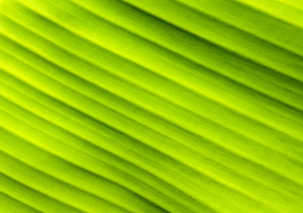 Natuurlijke oppervlakte groene bananen blad achtergrond — Stockfoto