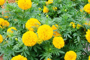 Güzel sarı kadife çiçeği bahçe