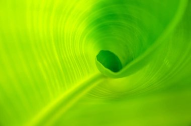 Muz Yaprak güneş ışığı ile yüzey.