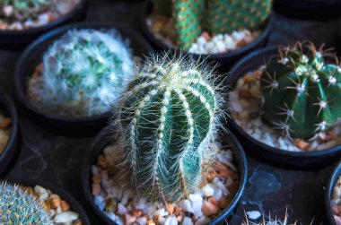 Satılık Tayland pazarlarda kaktüs