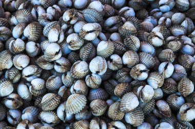 Yenilebilir cockle deniz ürünleri yığın arka plan