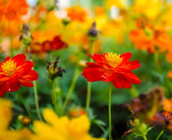 Piękne kwiaty w naturalny ogród — Zdjęcie stockowe