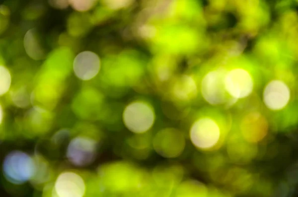 Beautiful green bokeh natural blur background — Stock Photo, Image