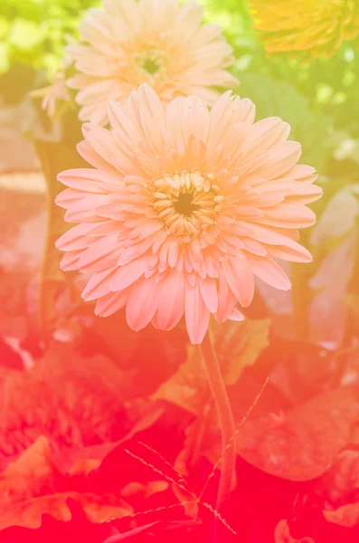 Hermosa gerbera rosa con filtro de color —  Fotos de Stock