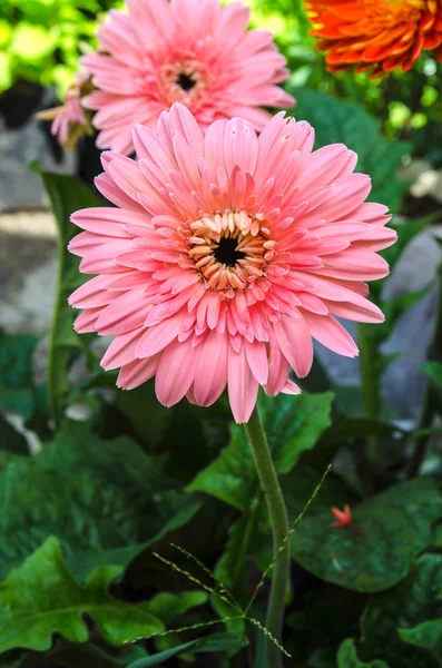 Hermosas flores rosas gerbera en el jardín natural —  Fotos de Stock