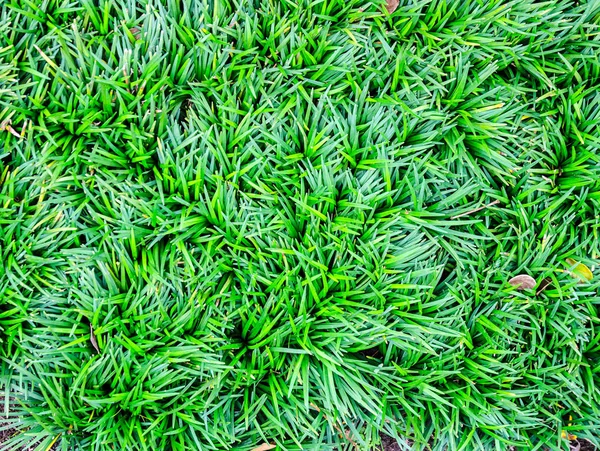 Herbe verte fraîche fond naturel et texture — Photo