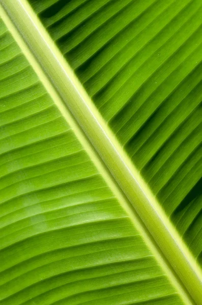 Patrón en hojas de plátano —  Fotos de Stock