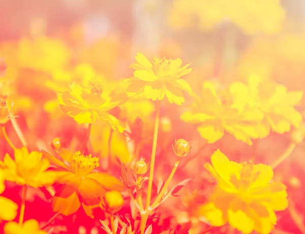 Hermosa flor en el jardín con filtro de color —  Fotos de Stock