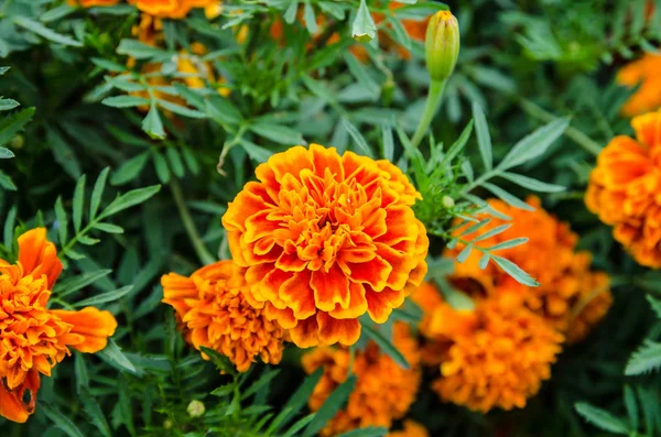 Hermosa caléndula naranja en el jardín —  Fotos de Stock