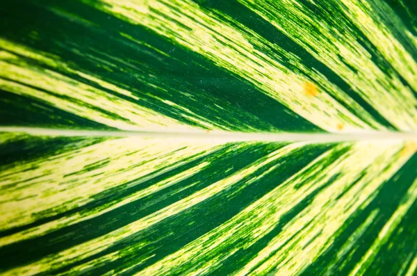 Yaprak yeşil doğal yüzey arka plan desenini