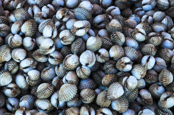 Yenilebilir cockle deniz ürünleri yığın arka plan