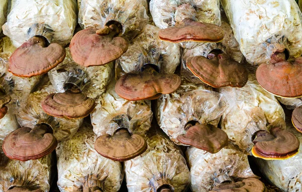 Closeup Reishi Ganoderma Lucidium grupta mantar.