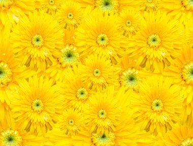 Gerbera çiçeği beyaz arkaplanda izole edilmiş