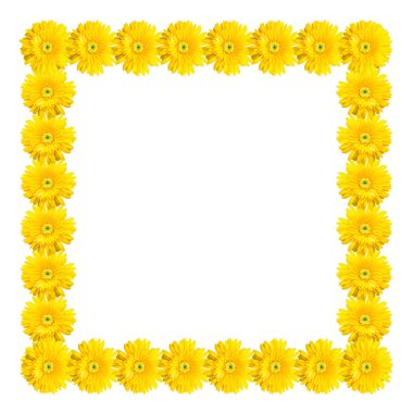 Gerbera çiçeği beyaz arkaplanda izole edilmiş