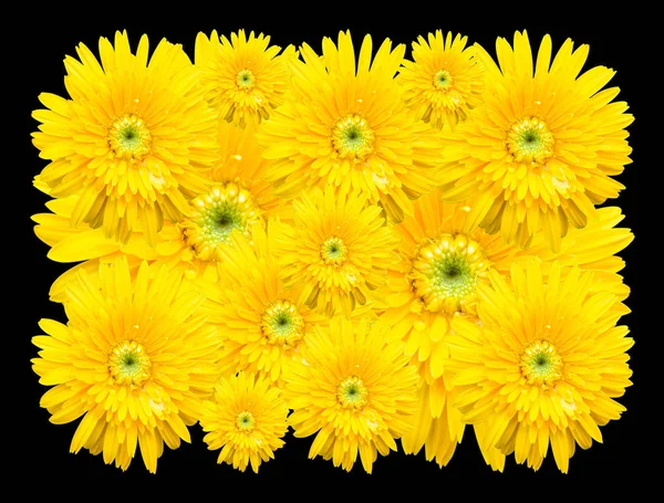 Gerbera blomma isolerad på svart bakgrund — Stockfoto