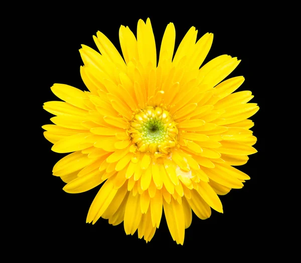 Gerbera blomma isolerad på svart bakgrund — Stockfoto