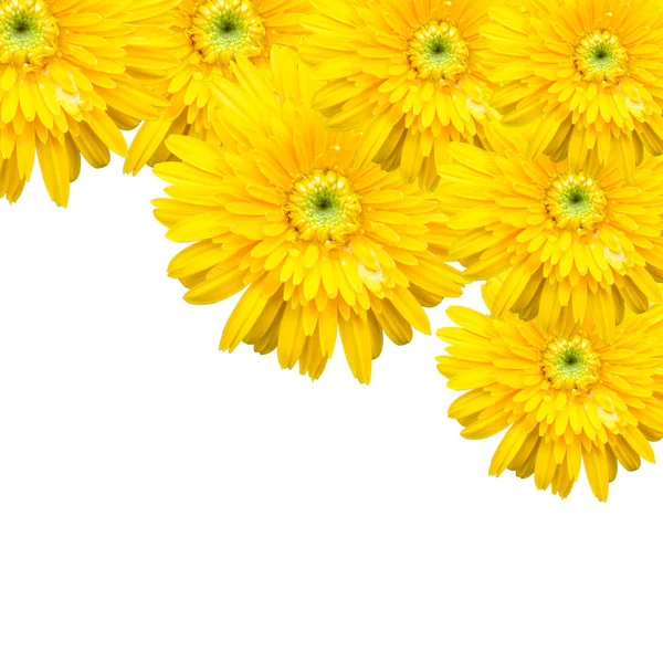 Gerbera çiçeği beyaz arkaplanda izole edilmiş