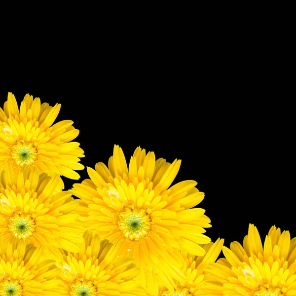 Gerbera blomma isolerad på svart bakgrund — Stockfoto