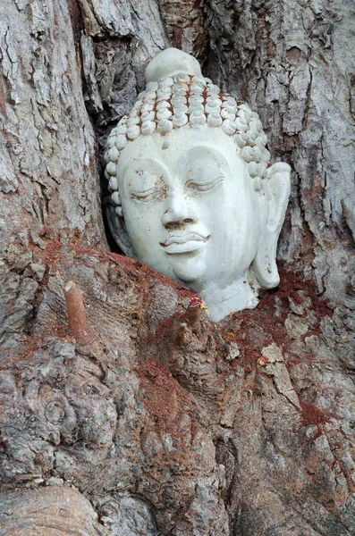 Buda'nın kafasından bir doğal ağaç arka plan doku