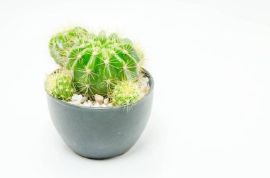 kaktüs bitki çiçek tencerede beyaz arka plan üzerinde