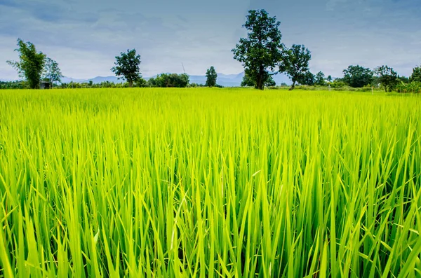 Zielony naturalny ryż gradientu pola w Tajlandii — Zdjęcie stockowe
