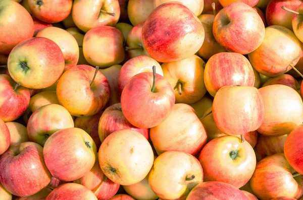 kırmızı, yeşil, sarı olgun elma yığını dokusuna