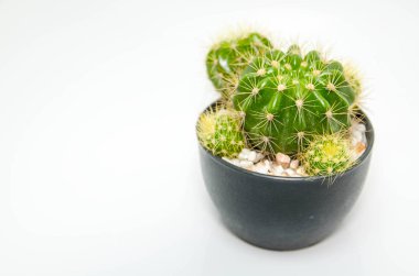 kaktüs bitki çiçek tencerede beyaz arka plan üzerinde