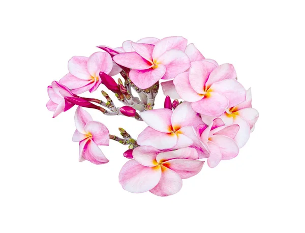 Plumeria Blomma Isolerad Vit Bakgrund — Stockfoto