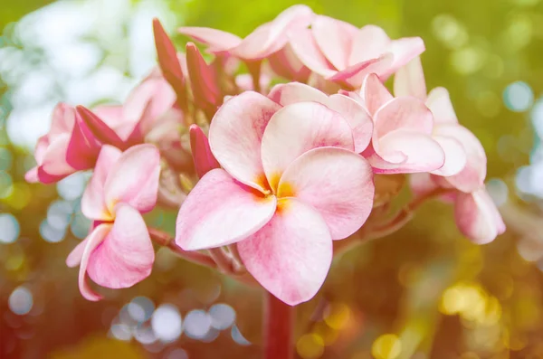 Soft Background Sweet Color Plumeria Flower — Stock Photo, Image