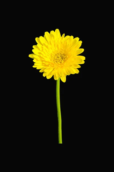 Crisantemo Amarillo Aislado Sobre Fondo Negro —  Fotos de Stock