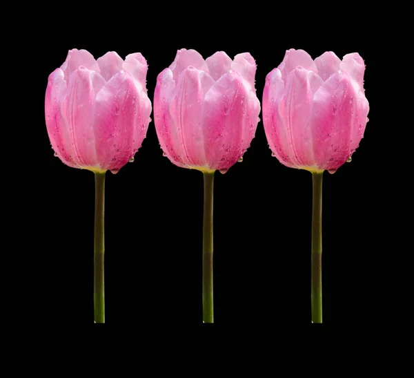 Flores Tulipanes Rosados Aisladas Sobre Fondo Negro —  Fotos de Stock
