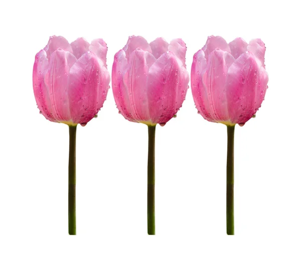 Flores Tulipanes Rosados Aisladas Sobre Fondo Blanco —  Fotos de Stock