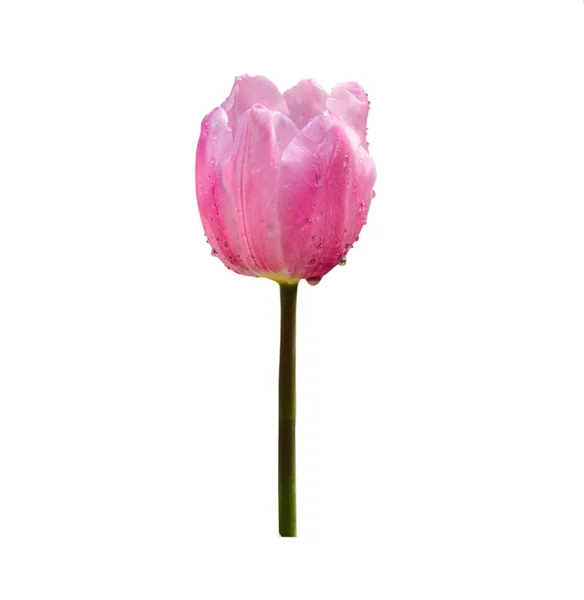 Bunga Tulip Merah Muda Diisolasi Pada Latar Belakang Putih — Stok Foto