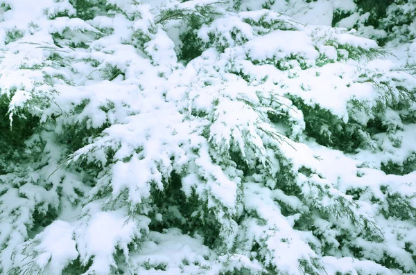 Зимовий фон з засніженими гілками ялини . — стокове фото