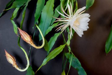iki tomurcuk ve gecenin kraliçesinin beyaz çiçeği (Epiphyll