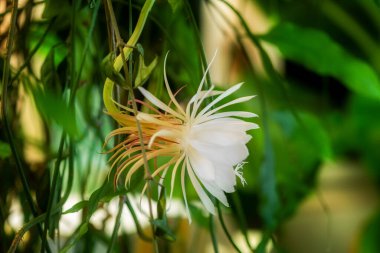 Gecenin kraliçesinin beyaz çiçeği (Epiphyllum oxypetalum