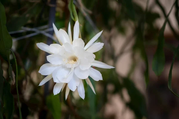 Vista frontal de una flor blanca de la reina de la noche (Epiphyl — Foto de Stock