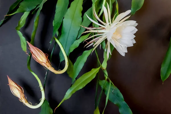 Two buds and a white blossom of the queen of the night (Epiphyll — 스톡 사진