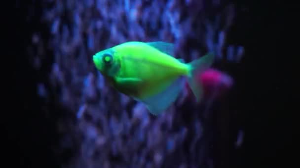 Groene neon Kleurrijke fluorescerende gloeiende vissen Gymnocorymbus ternetzi vissen in het aquarium op de achtergrond van bellen — Stockvideo