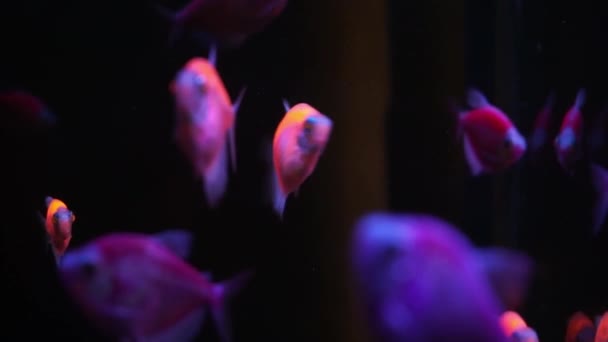 Groen Oranje Geel Neon Kleurrijke fluorescerende gloeivis Gymnocorymbus ternetzi vissen in het aquarium op de achtergrond van bellen — Stockvideo