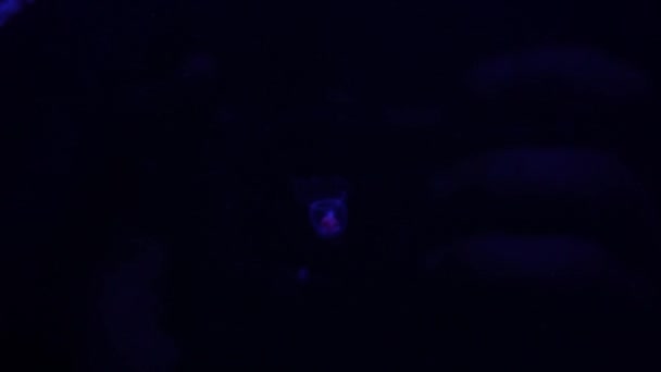 Single Small Baby of Jellyfish Illuminated With Color Light Underwater. Jelly fish plankton in sea ocean saltwater aquarium. Multi-colored neon jellyfish swims. VJ concept. — Stock Video