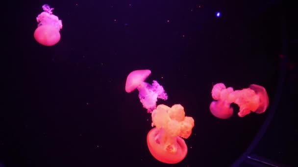 霓虹紫水母，浅色浅水照明。在海洋盐水水族馆里的果冻鱼。多色的霓虹灯水母游动。VJ概念. — 图库视频影像