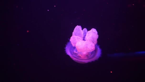 Medusas púrpura neón iluminadas con luz de color bajo el agua. Jalea en el acuario de agua salada del mar. Medusas de neón multicolores nada. Concepto VJ. — Vídeos de Stock