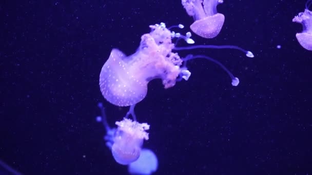 Neon Purple Jellyfish Illuminated With Color Light Underwater 의 약자이다. 바다의 소금물 수족관에 있는 젤리 물고기입니다. 다양 한 색깔의 네온 해파리가 헤엄치죠. VJ 개념. — 비디오