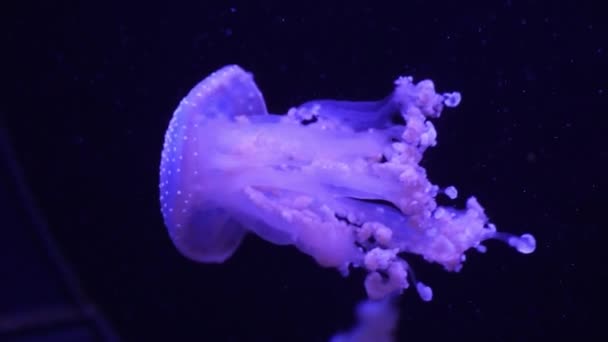 Meduse viola al neon illuminate con luce di colore sott'acqua. Meduse nell'acquario marino di acqua salata dell'oceano. Le meduse al neon multicolori nuotano. Concetto VJ. — Video Stock